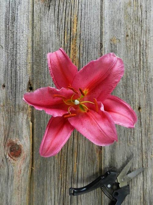 TARRANGO 2-3 BLOOM DARK PINK OT HYBRID ORIENTAL LILIES